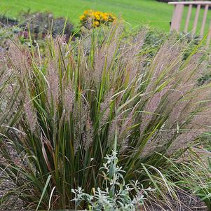 Calamagrostis brachytricha