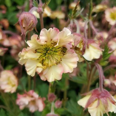 Geum Pretticoats™ Peach