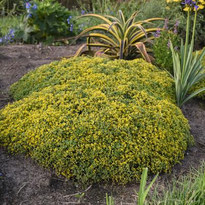 Sedum hybrid Rock 'N Grow® Rock 'N Grow® 'Yellow Brick Road'