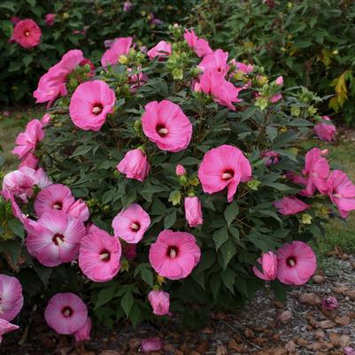 Hibiscus Summerific® 'Candy Crush'