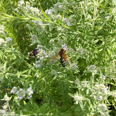 Pycnanthemum verticillatum var. pilosum 