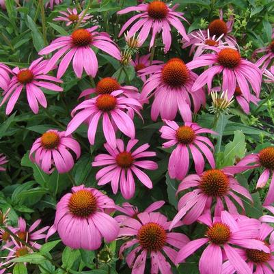 Echinacea purpurea 