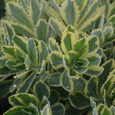 Sedum 'Frosted Fire'