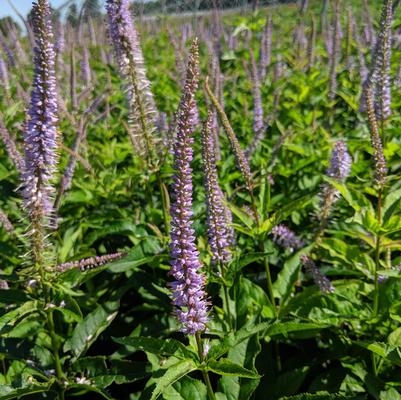 Veronicastrum virginicum 'Red Arrow'