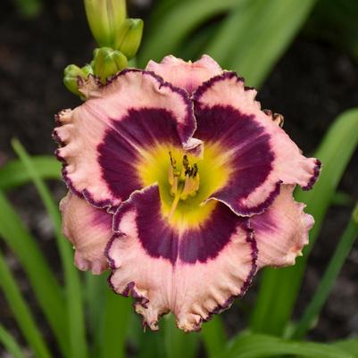 Hemerocallis hybrid Rainbow Rhythm® 'Sound of My Heart'