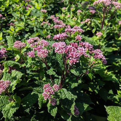 Eupatorium dubium Little Joe