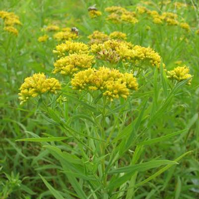 Solidago graminifolia 