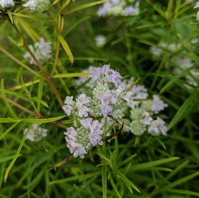 Pycnanthemum tenuifolium 