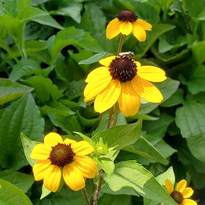 Rudbeckia triloba 'Blackjack Gold'