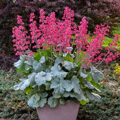 Heuchera hybrid Dolce® Dolce® 'Spearmint'