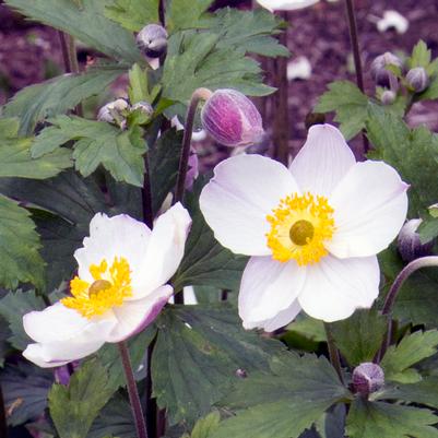 Anemone x 'Elfin Swan'