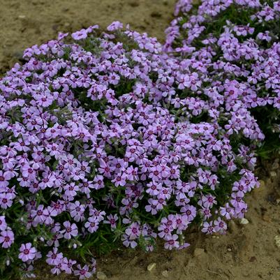 Phlox subulata 'Eye Candy'