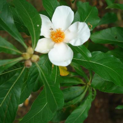 Franklinia alatamaha 