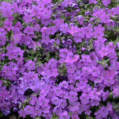 Phlox 'Purple Sprite'