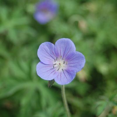 Geranium 'Johnson's Blue'