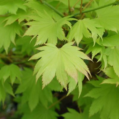 Acer shirasawanum 'Aureum'
