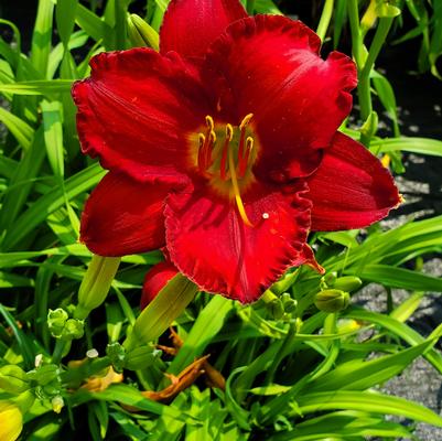 Hemerocallis 'Chicago Apache'