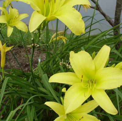 Hemerocallis Hyperion-Yellow