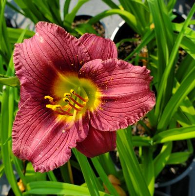 Hemerocallis Little Grapette