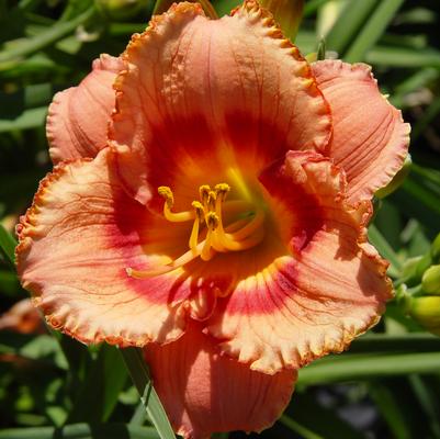 Hemerocallis Strawberry Candy