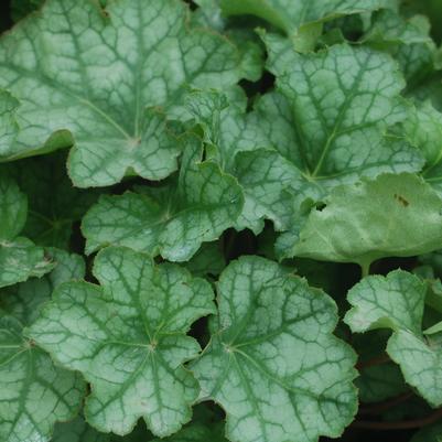 Heuchera americana 'Dales Strain'