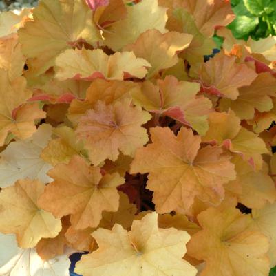 Heuchera villosa Caramel