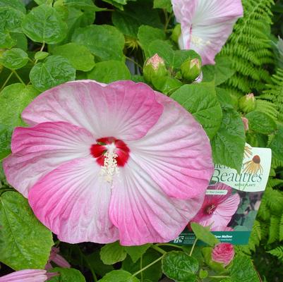 Hibiscus moscheutos 