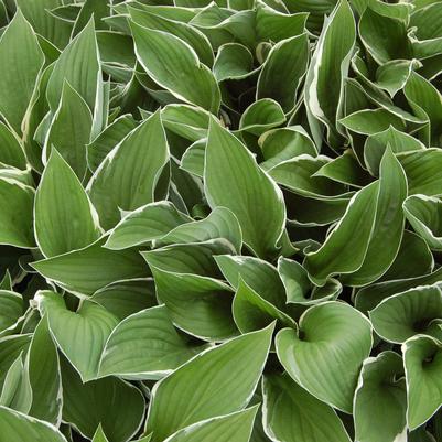 Hosta Francee