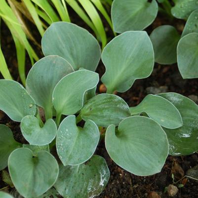 Hosta Blue Mouse Ears