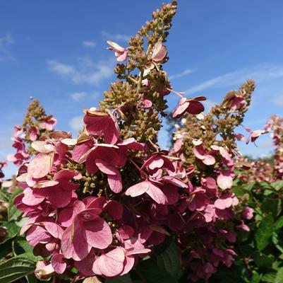 Hydrangea pan. Pinky Winky®