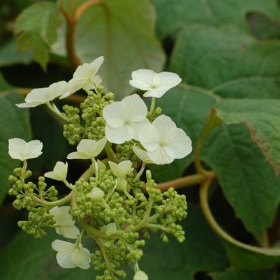 Hydrangea quercifolia Snow Queen™