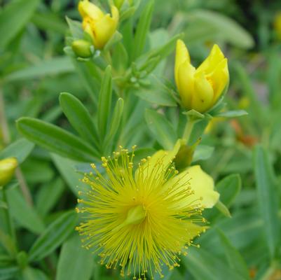 Hypericum frondosum 'Sunburst'