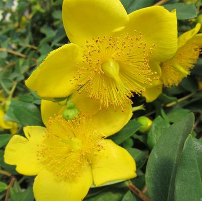 Hypericum patulum 'Hidcote'