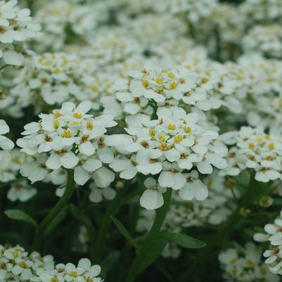 Iberis sempervirens Snowflake