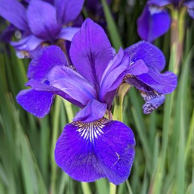 Iris sibirica Caesars Brother