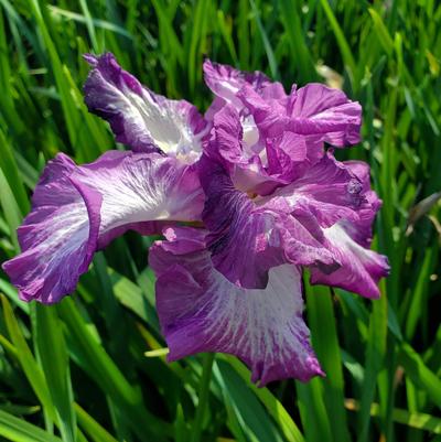 Iris ensata 'Lion King'