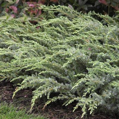 Juniperus comm. 'Blueberry Delight'