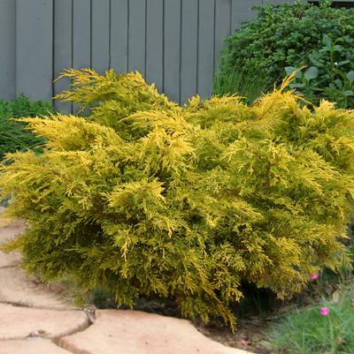 Juniperus chinensis Lemon Pfizz®