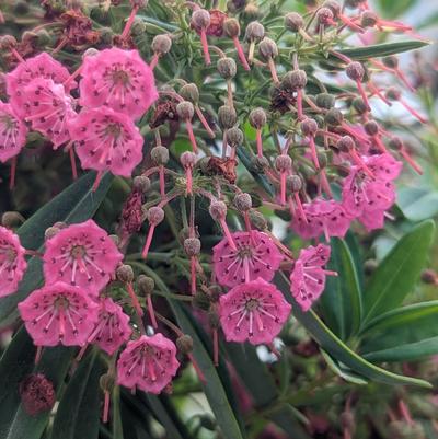 Kalmia angustifolia 