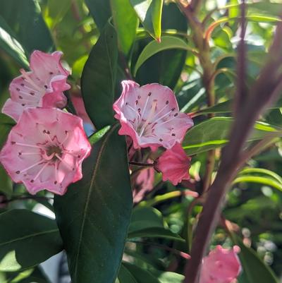 Kalmia lat. 'Nipmuck'