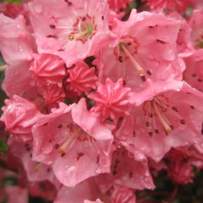 Kalmia lat. Pink Charm