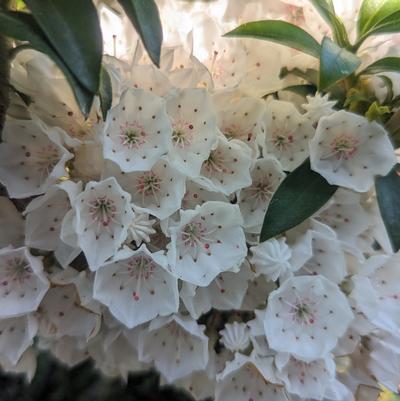 Kalmia lat. 'Elf'