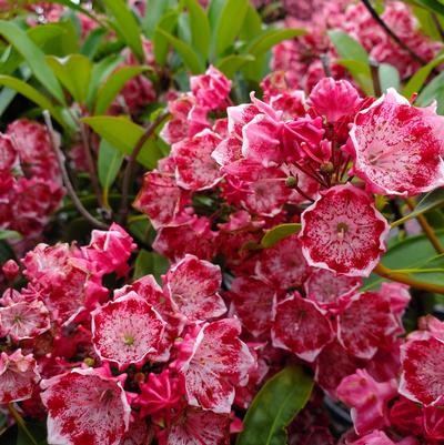 Kalmia lat. Kaleidoscope