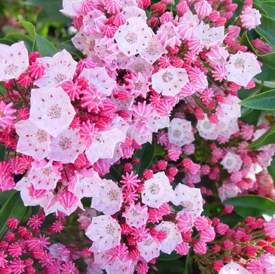 Kalmia lat. Nathan Hale