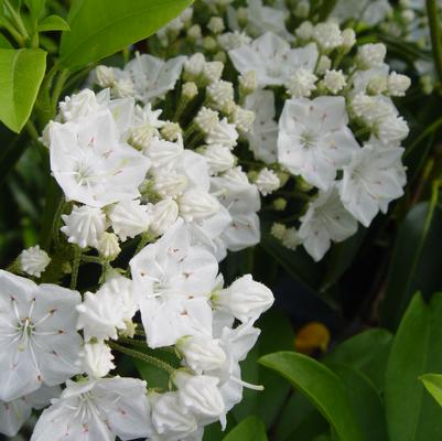 Kalmia lat. Snowdrift