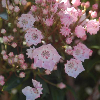 Kalmia lat. 'Tinkerbell'