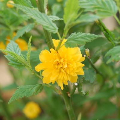 Kerria japonica Pleniflora