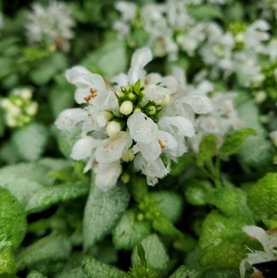 Lamium maculatum White Nancy