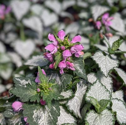 Lamium maculatum Pink Chablis