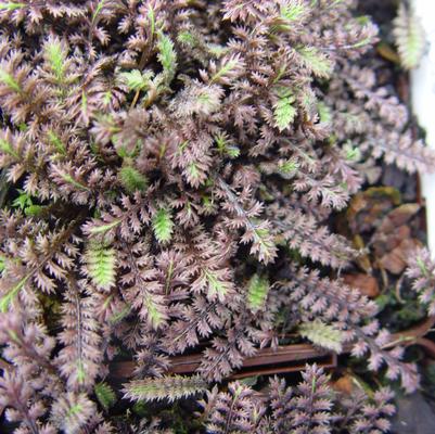 Leptinella Platts Black